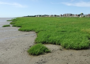 Looking west from Lytham jetty.