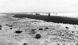 Mud & grass on Lytham Beach in the early 1950s. Mud & grass on Lytham Beach in the early 1950s.