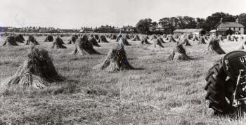 Harvesting at West End Farm, St.Annes.