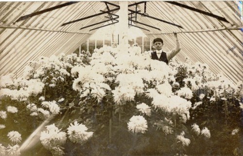 Greenhouses at Marton, Blackpool c1905.
