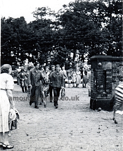 Zebras arriving at Lytham Railway Station, 1955.