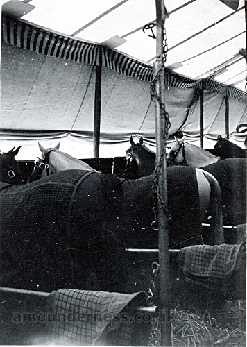The circus horses in the 'stables' Lytham, 1955.