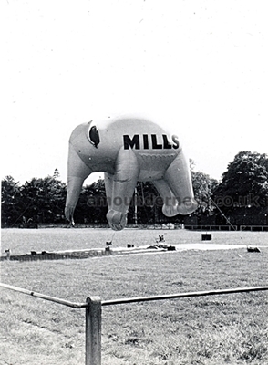 "Effie" the flying elephant, Bertram Mills Circus, tethered at Lytham Football Club, 1955.