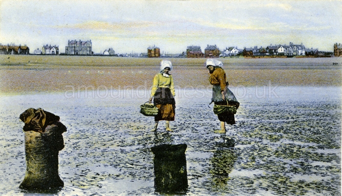Cockling at Fairhaven c1905.