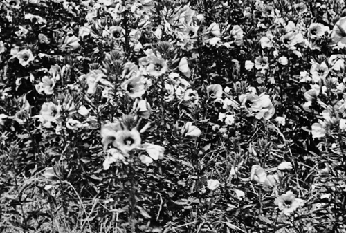 Evening Primroses growing along Clifton Drive, Fairhaven, in the 1920s.