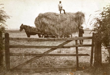 Harvesting near Cross Slack, St.Annes in 1914.