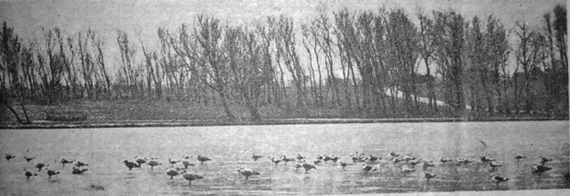 Ducks & seagulls on thin ice at Stanley Park, Blackpool, mid-January, 1947.